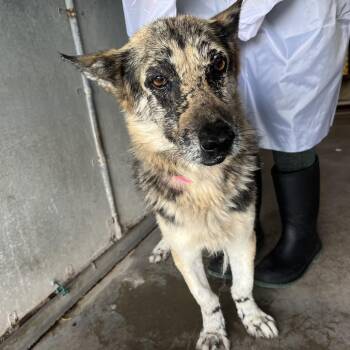 German Shepherd Dog and Mixed Breed Dogs Available for Adoption in Edinburg, Texas - Ember | PetCurious