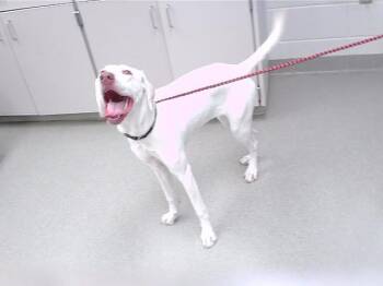 Labrador Retriever and Mixed Breed Dogs Available for Adoption in Omaha, Nebraska - OAKLEY | PetCurious