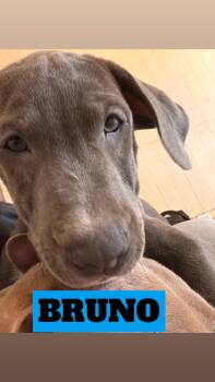 ANGELICA, ZEUSY, SCOOBY, BRUNO, MELANIE -  Pit Bull Terrier and Labrador Retriever Dog for Adoption - ANGELICA, ZEUSY, SCOOBY, BRUNO, MELANIE | PetCurious