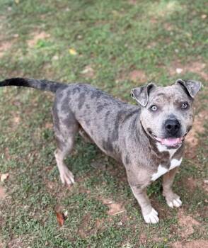 Mixed Breed Dogs Available for Adoption - Meadow | PetCurious