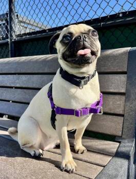 WEEKLY -  Pug Dog for Adoption in San Francisco, California - WEEKLY | PetCurious
