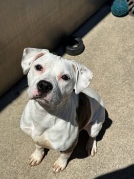 Twirl -  Pit Bull Terrier Dog for Adoption in Chicago, Illinois - Twirl | PetCurious