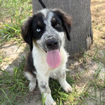 Nana -  Australian Shepherd Dog for Adoption in Harlingen, Texas - Nana | PetCurious