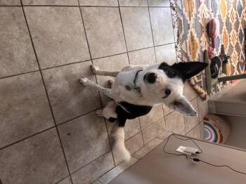Quinn -  Border Collie Dog for Adoption - Quinn | PetCurious