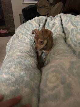 Chihuahua Dogs Available for Adoption - Wobsy | PetCurious