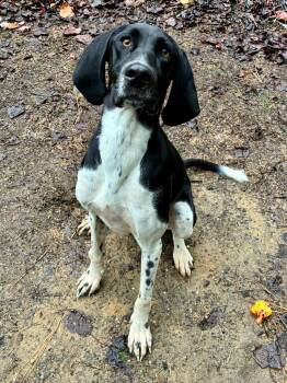 Willow -  Pointer Dog for Adoption in Fredericksburg, Virginia - Willow | PetCurious