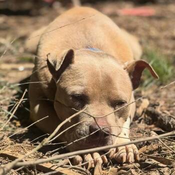 Mixed Breed Dogs Available for Adoption in Alabaster, Alabama - Dozer | PetCurious