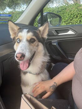 Rescue German Shepherd Dog and Husky Dogs for Adoption in Woodland, California - Kaia | PetCurious