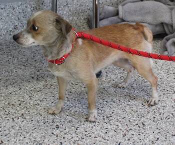 Terrier Dogs Available for Adoption - Jan (11406) | PetCurious