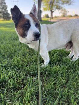 Pierogi -  Cardigan Welsh Corgi Dog for Adoption in Colorado Springs, Colorado - Pierogi | PetCurious