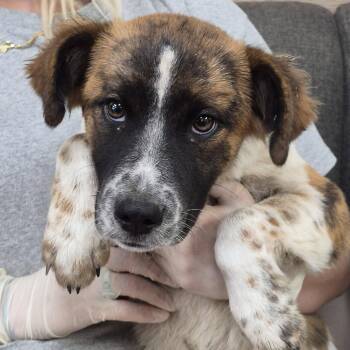 Timmy Turner -  Terrier and Cattle Dog Dog for Adoption in Hattiesburg, Mississippi - Timmy Turner | PetCurious