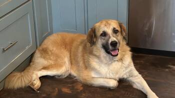 Cupcake -  Anatolian Shepherd and Great Pyrenees Dog for Adoption in New Baltimore, Michigan - Cupcake | PetCurious