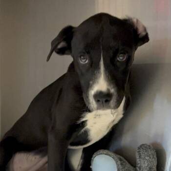 TX3157 PRISSY -  Mixed Breed Dog for Adoption in Port Washington, New York - TX3157 PRISSY | PetCurious