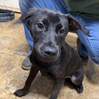 Labrador Retriever Dogs Available for Adoption in Columbia, South Carolina - Orville | PetCurious