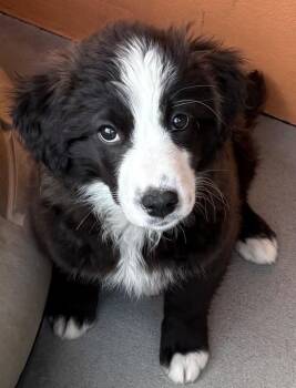 Retriever and Border Collie Dogs Available for Adoption in Fort Lupton, Colorado - Stahma Tarr | PetCurious