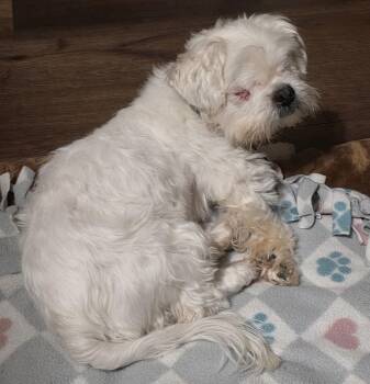 Shih Tzu and Maltese Dogs Available for Adoption - Lil Man *Sweetest Blind Boy* | PetCurious