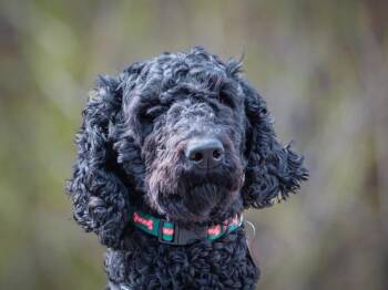 Standard Poodle Dogs Available for Adoption in Pointe-fortune, Quebec - Iris | PetCurious