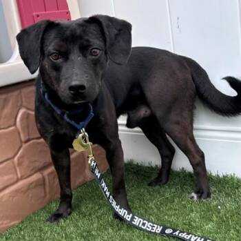 Mick -  Plott Hound Dog for Adoption in Downers Grove, Illinois - Mick | PetCurious
