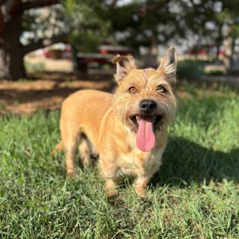 Professor Wagglesworth -  Terrier and Mixed Breed Dog for Adoption in Fargo, North Dakota - Professor Wagglesworth | PetCurious