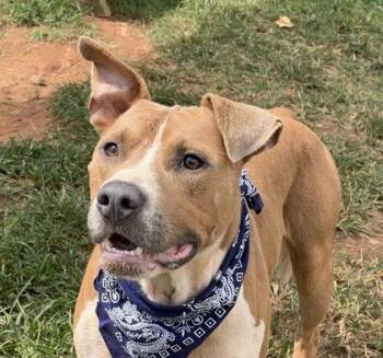 Cheesus Crisp $25 -  Pit Bull Terrier and Mixed Breed Dog for Adoption in Seneca, South Carolina - Cheesus Crisp $25 | PetCurious