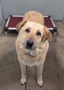Shepherd Dogs Available for Adoption - Foster | PetCurious