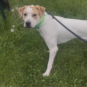 Henny -  English Pointer and Mixed Breed Dog Available for Adoption - Henny | PetCurious