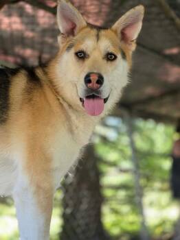 Eyes -  Husky and German Shepherd Dog Dog for Adoption in Oakville, Washington - Eyes | PetCurious