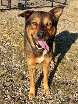 Cooper -  Shepherd Dog for Adoption in Peace River, Alberta - Cooper | PetCurious
