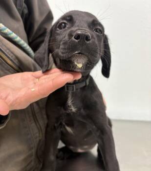 Golden Retriever and American Bulldog Dogs Available for Adoption - Appa | PetCurious