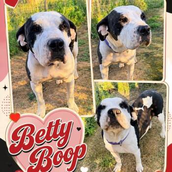 American Bulldog Dogs Available for Adoption in Hackett, Arkansas - Betty Boop | PetCurious