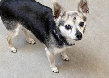 Chihuahua Dogs Available for Adoption in Albuquerque, New Mexico - Dexter | PetCurious