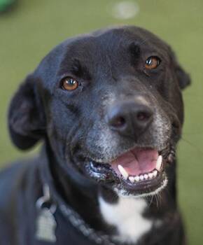 Dandeloosha -  Labrador Retriever Dog for Adoption in Encinitas, California - Dandeloosha | PetCurious