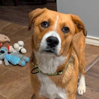 Mixed Breed Dogs Available for Adoption - Hank | PetCurious