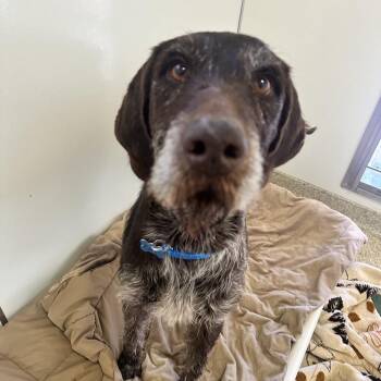 German Shorthaired Pointer and German Wirehaired Pointer Dogs Available for Adoption - Bert | PetCurious
