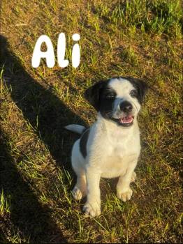 Mixed Breed Dogs Available for Adoption in Douglas, Massachusetts - Ali | PetCurious