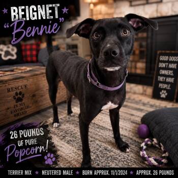 Beignet "Bennie" Boudreaux -  Terrier Dog for Adoption in Farmington, Missouri - Beignet "Bennie" Boudreaux | PetCurious