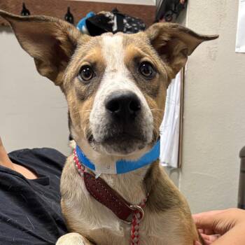 Cattle Dog Dogs Available for Adoption - Rocko | PetCurious
