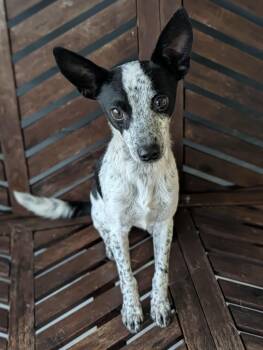 Zebra Cake -  Rat Terrier and Mixed Breed Dog for Adoption in Baton Rouge, Louisiana - Zebra Cake | PetCurious