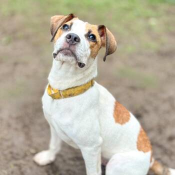 Mater -  Boxer and Mixed Breed Dog for Adoption in Springboro, Ohio - Mater | PetCurious