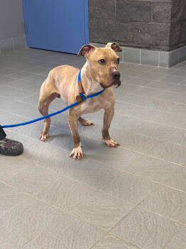 Rescue Pit Bull Terrier Dogs for Adoption - Mollie | PetCurious