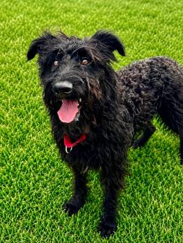 Leo -  Labradoodle Dog for Adoption in Long Beach, New York - Leo | PetCurious