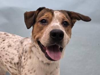 Gus -  Terrier and Mixed Breed Dog for Adoption in Woodbury, Minnesota - Gus | PetCurious
