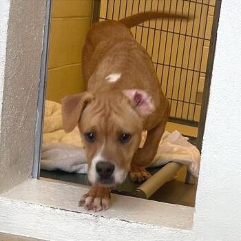 Mixed Breed Dogs Available for Adoption - Gogh | PetCurious