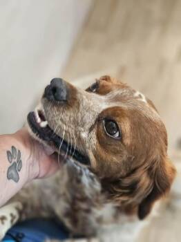 Fabulous Fern -  Brittany Spaniel Dog for Adoption in Marion, Massachusetts - Fabulous Fern | PetCurious