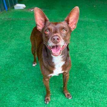 Dasher -  Chihuahua and Mixed Breed Dog for Adoption in Roanoke, Virginia - Dasher | PetCurious