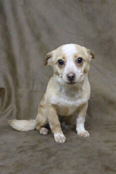 Chihuahua Dogs Available for Adoption - MS. OTIS | PetCurious