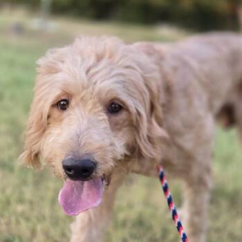 Winston -  Labradoodle Dog for Adoption in Mansfield, Texas - Winston | PetCurious