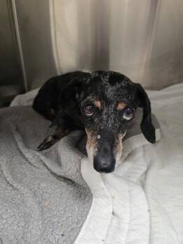 Sarge (In Foster) -  Dachshund Dog for Adoption in Elmwood, Louisiana - Sarge (In Foster) | PetCurious