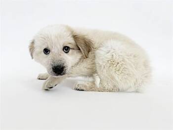 CRUNCHY -  Terrier Dog Available for Adoption in Brentwood, Missouri - CRUNCHY | PetCurious