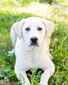 Monte -  Labrador Retriever Dog for Adoption in Sunbright, Tennessee - Monte | PetCurious